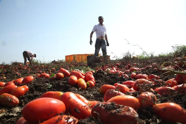 "Senza immigrati l’agricoltura italiana rischia il collasso". L'appello di Tito Boeri che critica "l'ipocrisia del decreto flussi"