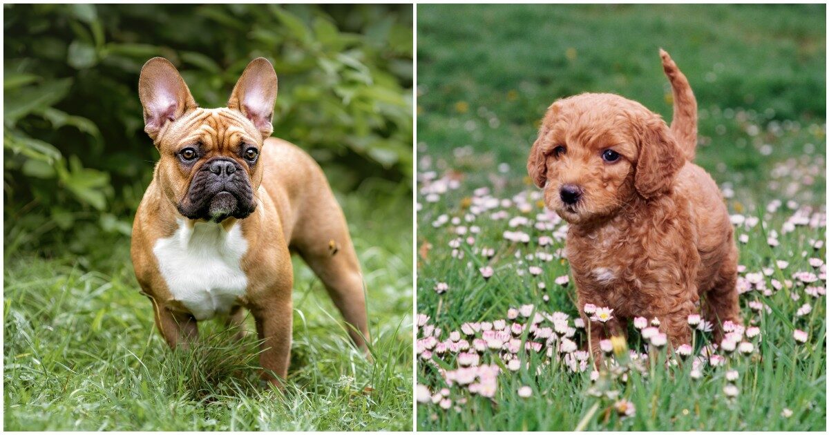 I cani giudicano gli esseri umani? Ecco come stanno davvero le cose: il nuovo studio