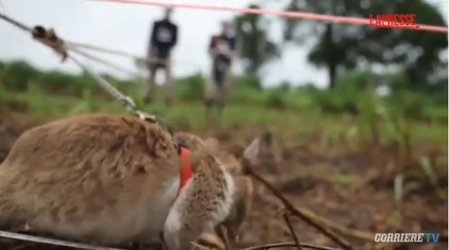 Cambogia, i ratti giganti 'fiutano' le mine antiuomo: le immagini dei roditori all'opera
