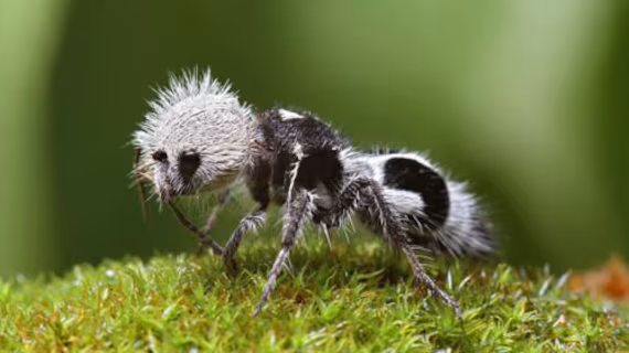 Sembra un incrocio tra una formica e un panda, ma è una vespa