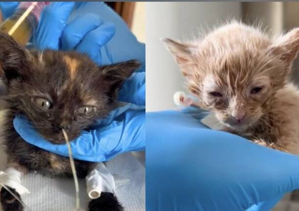 Il parvovirus colpisce i gattini dell’associazione Dimensione Animale Luino, servono aiuti per continuare a salvarli