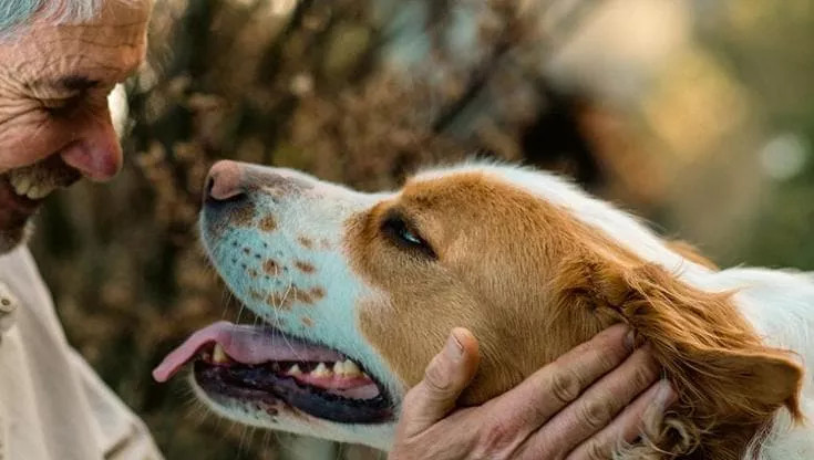 In Toscana cani, gatti e altri animali d'affezione potranno essere sepolti con i loro proprietari