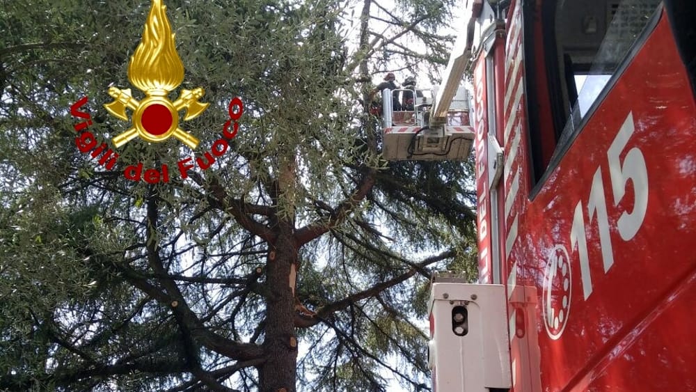 Maltempo, albero colpito da un fulmine a Perugia: intervento dei vigili del fuoco 