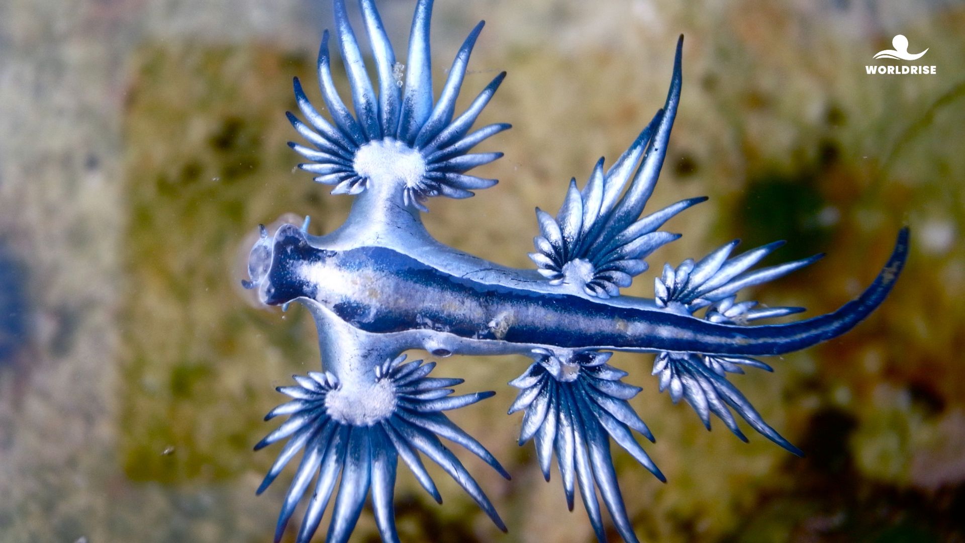 Il Drago Blu degli oceani