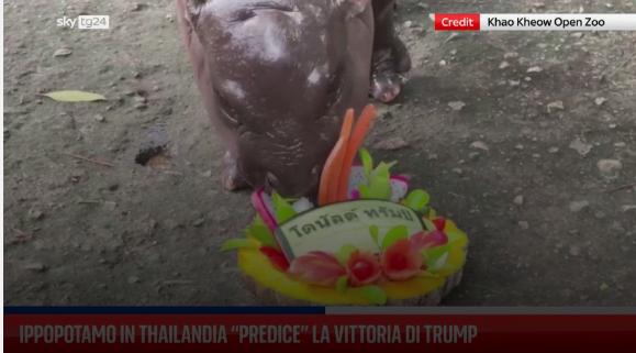 Giornata mondiale dell'ippopotamo: 8 curiosità sul mammifero più aggressivo del mondo