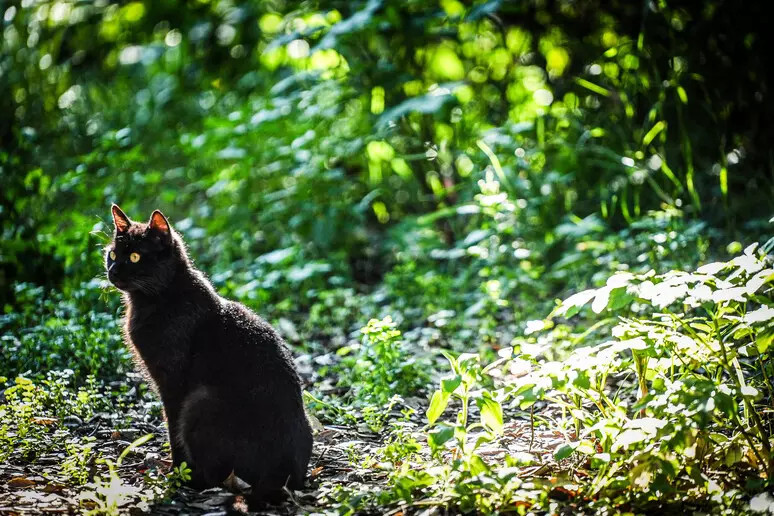 Spariti 15 gatti in un mese, a Cogne allarme tra proprietari