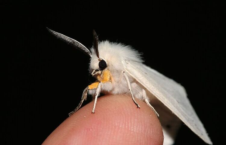 Conosciamo la bellissima falena barboncino
