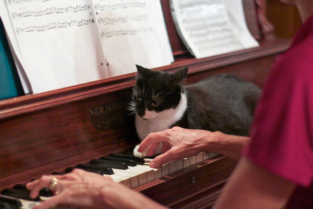  I gatti prediligono la musica classica.