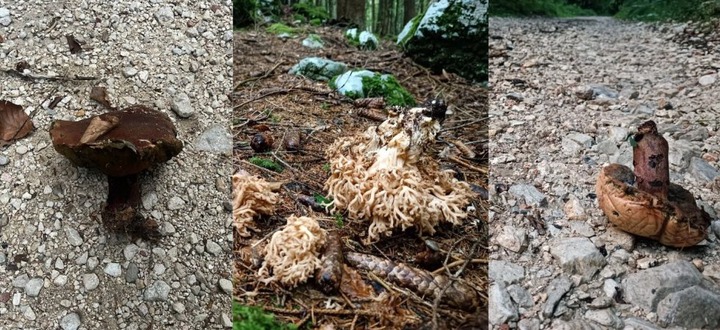 Rompere i funghi "denota assoluta ignoranza in materia".