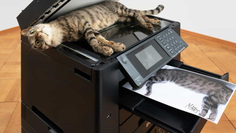 Esposto in un museo un gatto chiuso in una fotocopiatrice: è polemica.