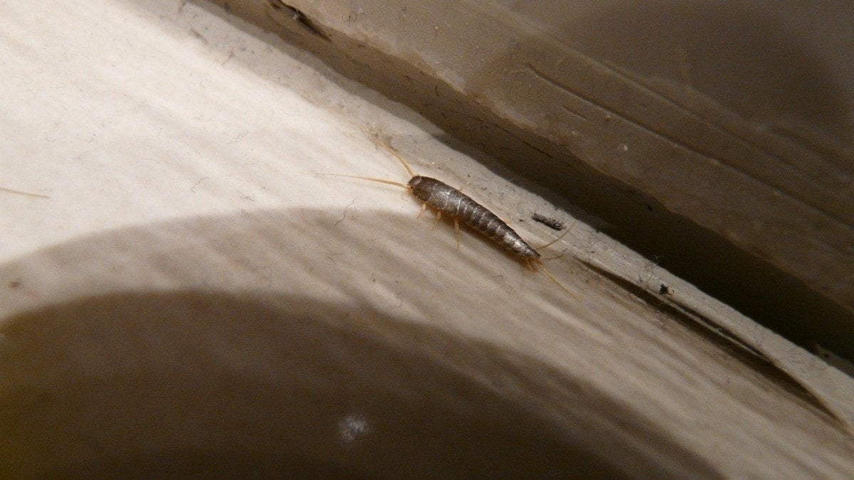 Cos’è un pesciolino d’argento, quel piccolo insetto che si nasconde nelle nostre case?