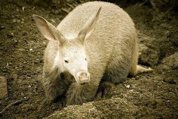 Oritteropo, unica specie vivente.