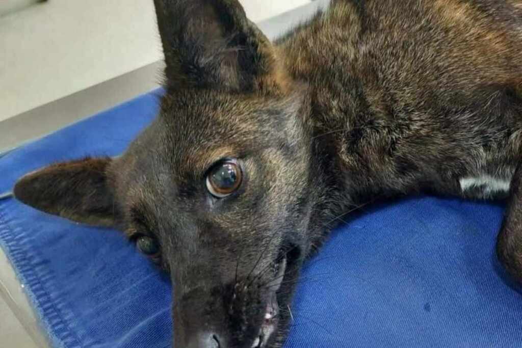 La storia di Dogxim, il primo ibrido cane-volpe che ha sorpreso anche gli scienziati