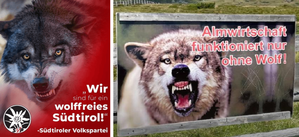 L'Alto Adige terrorizzato da lupi e orsi: oltre il 70% li valuta negativamente, l'84% è per l'abbattimento, il 71% pensa che molte persone non andranno più tra i boschi