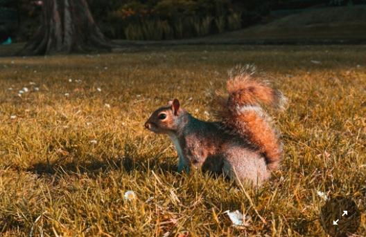 Scoiattolo indemoniato semina il panico in città: «Morde chiunque incontri». Due persone finiscono in ospedale