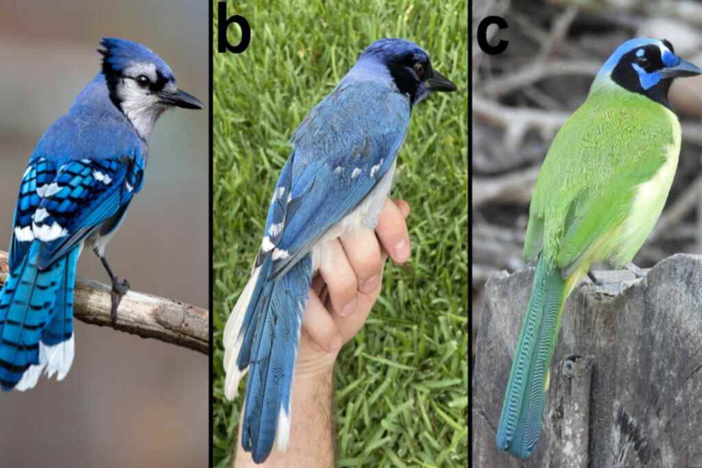 Scoperta senza precedenti! Un uccello ibrido mai visto prima è nato a causa del cambiamento climatico