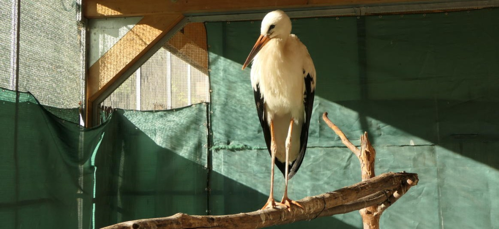 Trovata mentre si muoveva con difficoltà tra le auto in un parcheggio: dopo 10 giorni di cure la cicogna bianca riprende il volo (VIDEO)