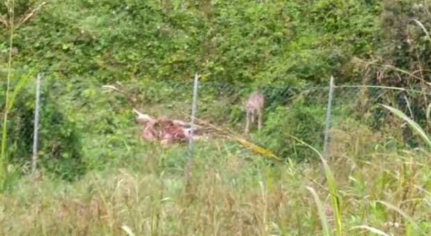 Cervo resta intrappolato in una recinzione e viene sbranato da un branco di lupi, l'appello dei cacciatori: «Situazione sfuggita di mano»