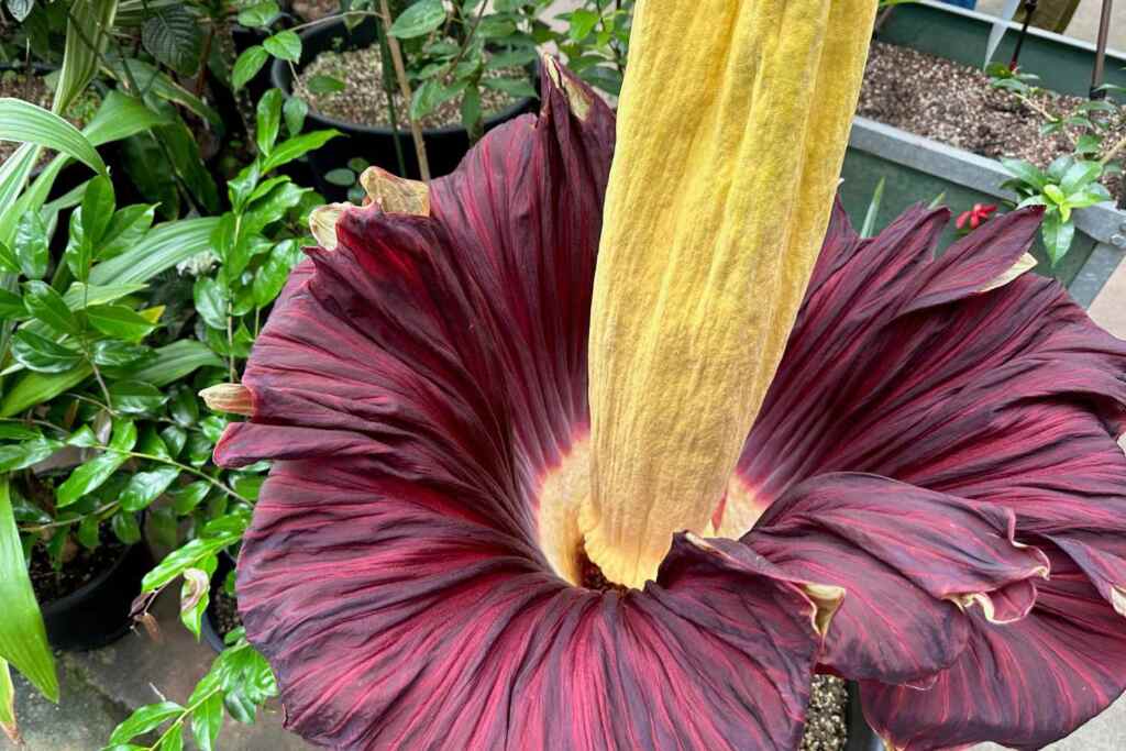 Rubato un rarissimo fiore cadavere (il più puzzolente al mondo) in Germania: “è un duro colpo per la biodiversità”