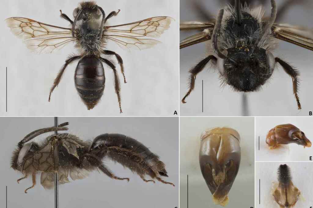 Scoperta nuova specie di ape selvatica (con caratteristiche uniche) fra le dune della Sardegna