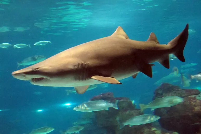 Nasce Carta di Livorno per consumo sostenibile squali e razze