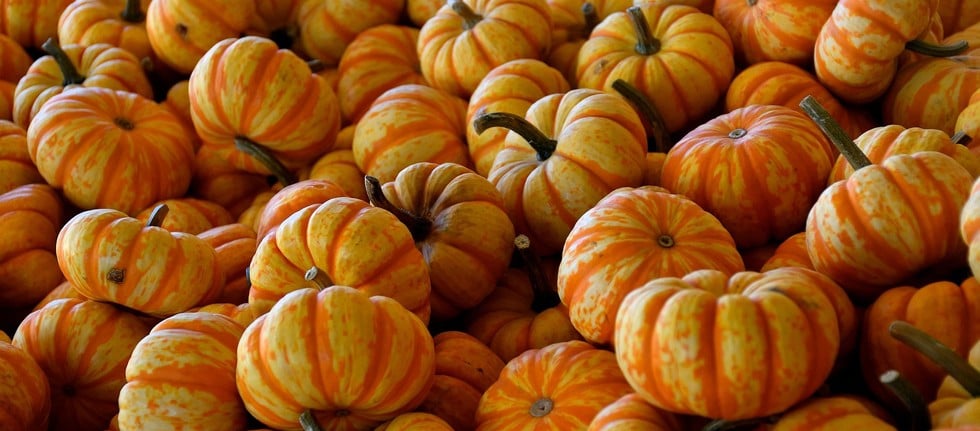 Zucche e zucchine accumulano inquinanti: lo studio che spiega perché