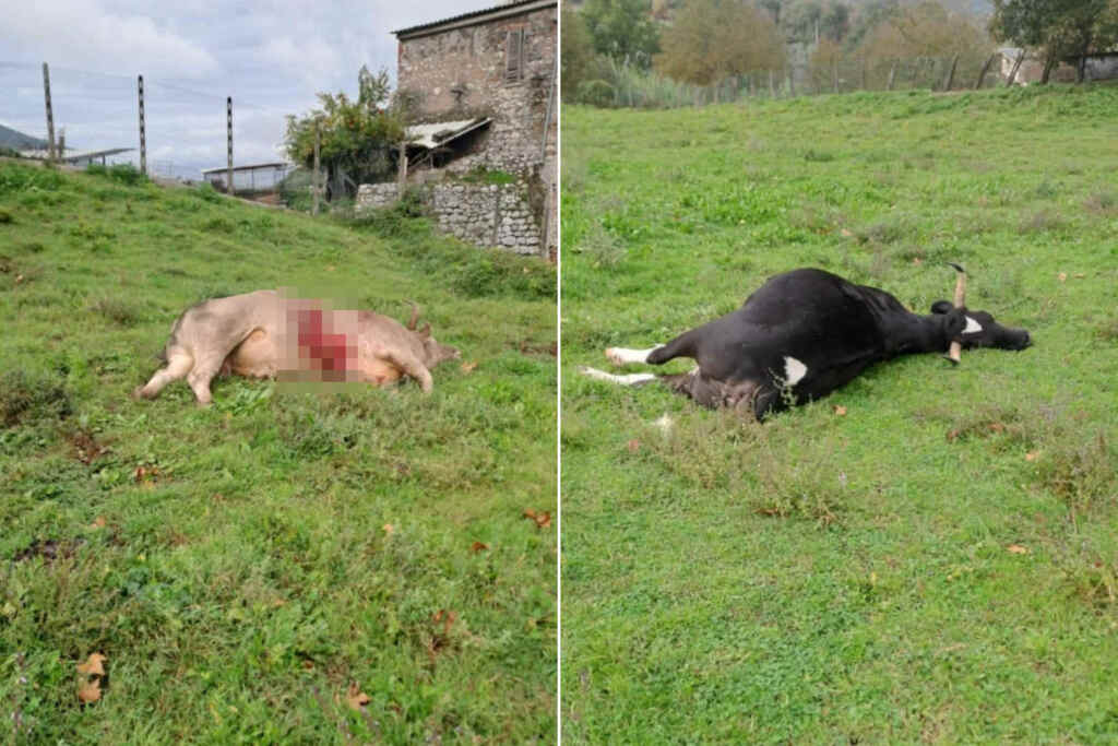Strage di bovini ed equini nel Lazio: animali abbattuti a fucilate per “ridurre gli incidenti stradali”