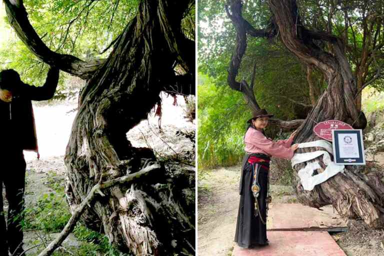 Questa è la vite più antica del mondo: ha oltre 400 anni (e resiste a 2.400 metri di altitudine)