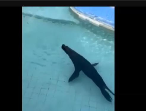 Carabinieri trovano leone marino "parcheggiato" in un piazzale-video