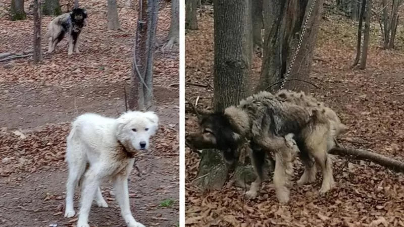 Legati nel bosco con catene a strozzo: incubo per tre cani, a liberarli arrivano Lav e carabinieri