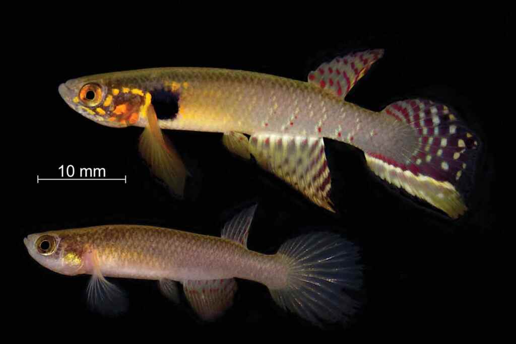 Questa specie di pesce, vera sentinella della biodiversità creduta estinta, è riapparsa in Bolivia dopo 20 anni