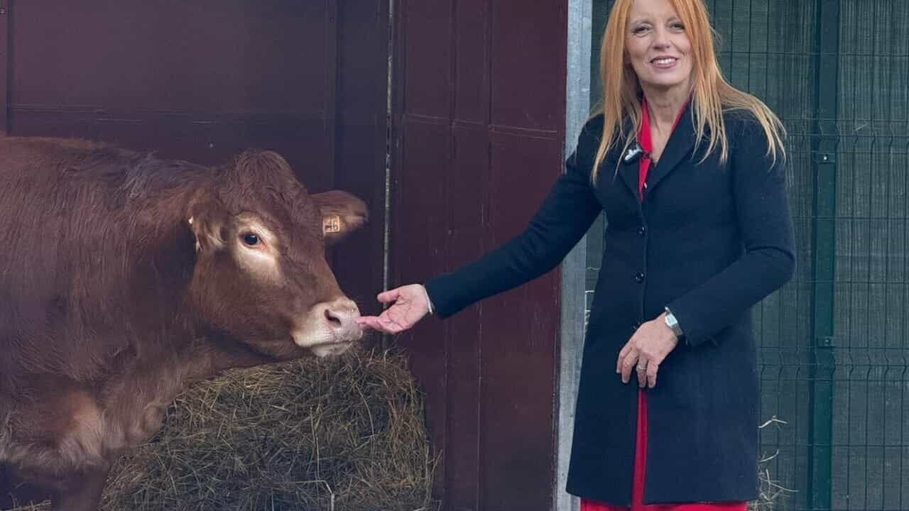 Mucca scappa dal macello e si rifugia nei boschi: la fuga è finita in un modo paradossale