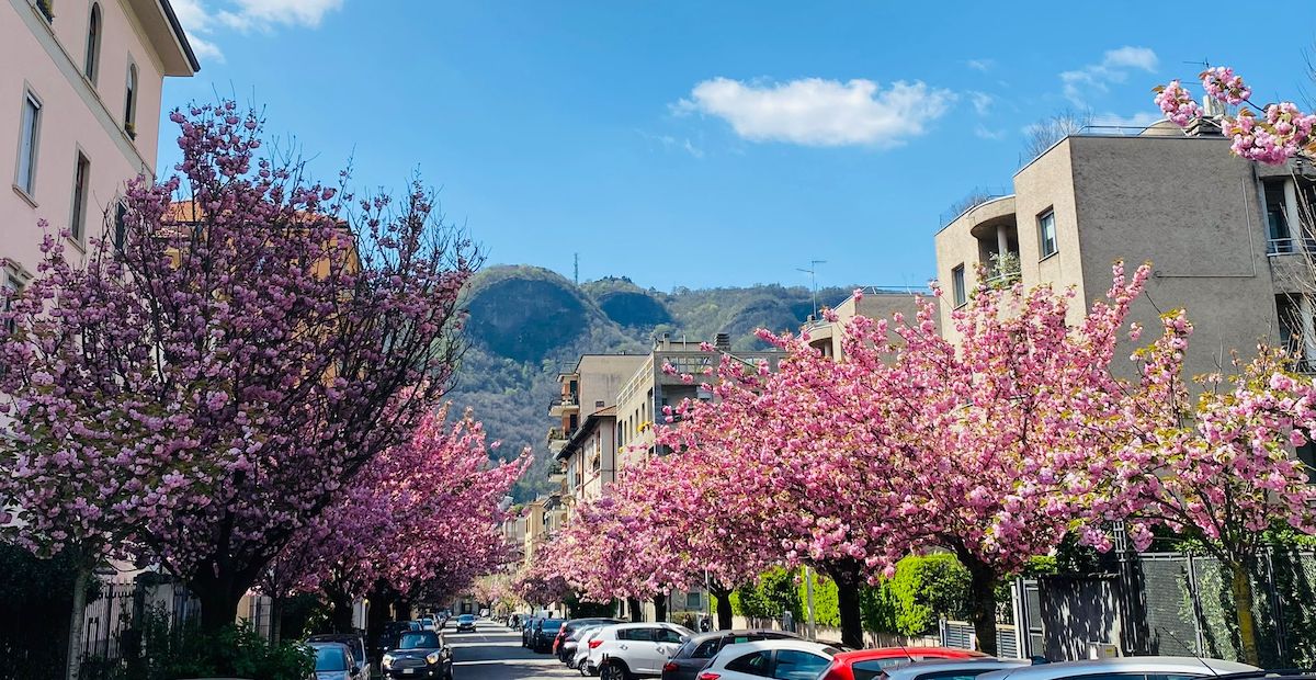 A Como si litiga per dei ciliegi