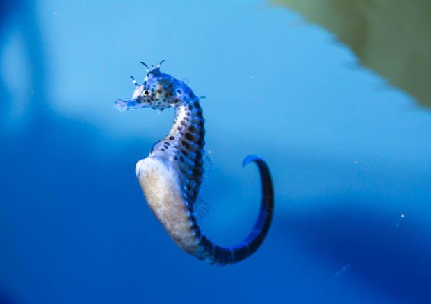 Nel mare della Locride, dove c'è l'Eden degli ippocampi