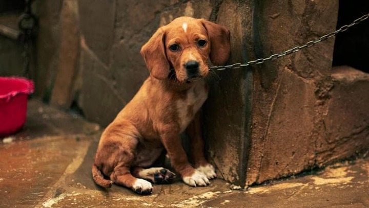 Fido, speranza e Caritas. È sbagliato provare compassione per un animale?