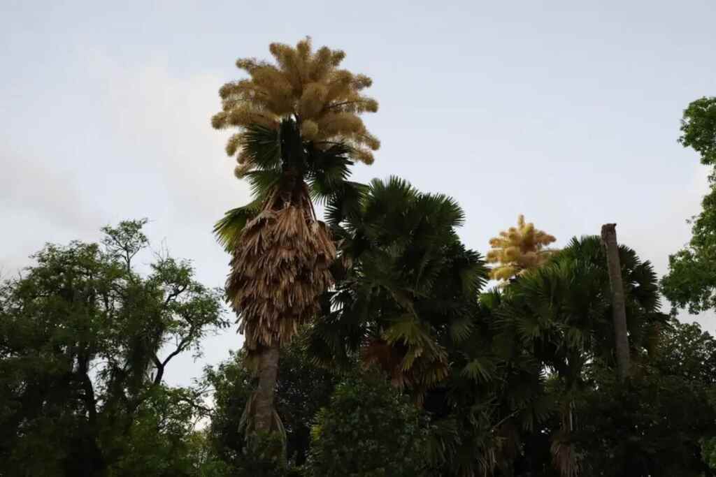Guarda la rara fioritura delle palme talipot a Rio de Janeiro: sbocciano solo una volta nella vita