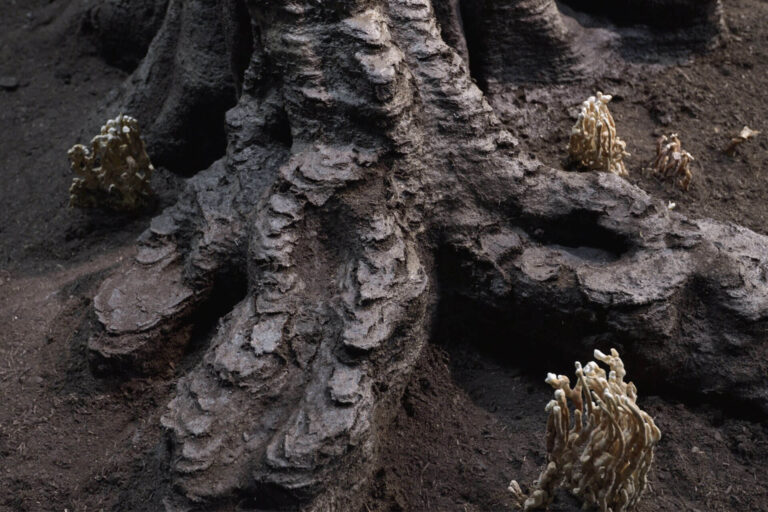 Oltre i confini: Ecologia come testo, testo come ecologia di Timothy Morton