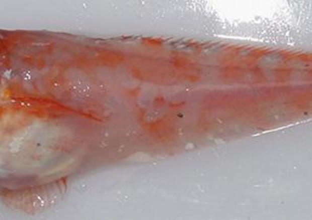 Nuovi pesci lumaca negli abissi delle isole Aleutine