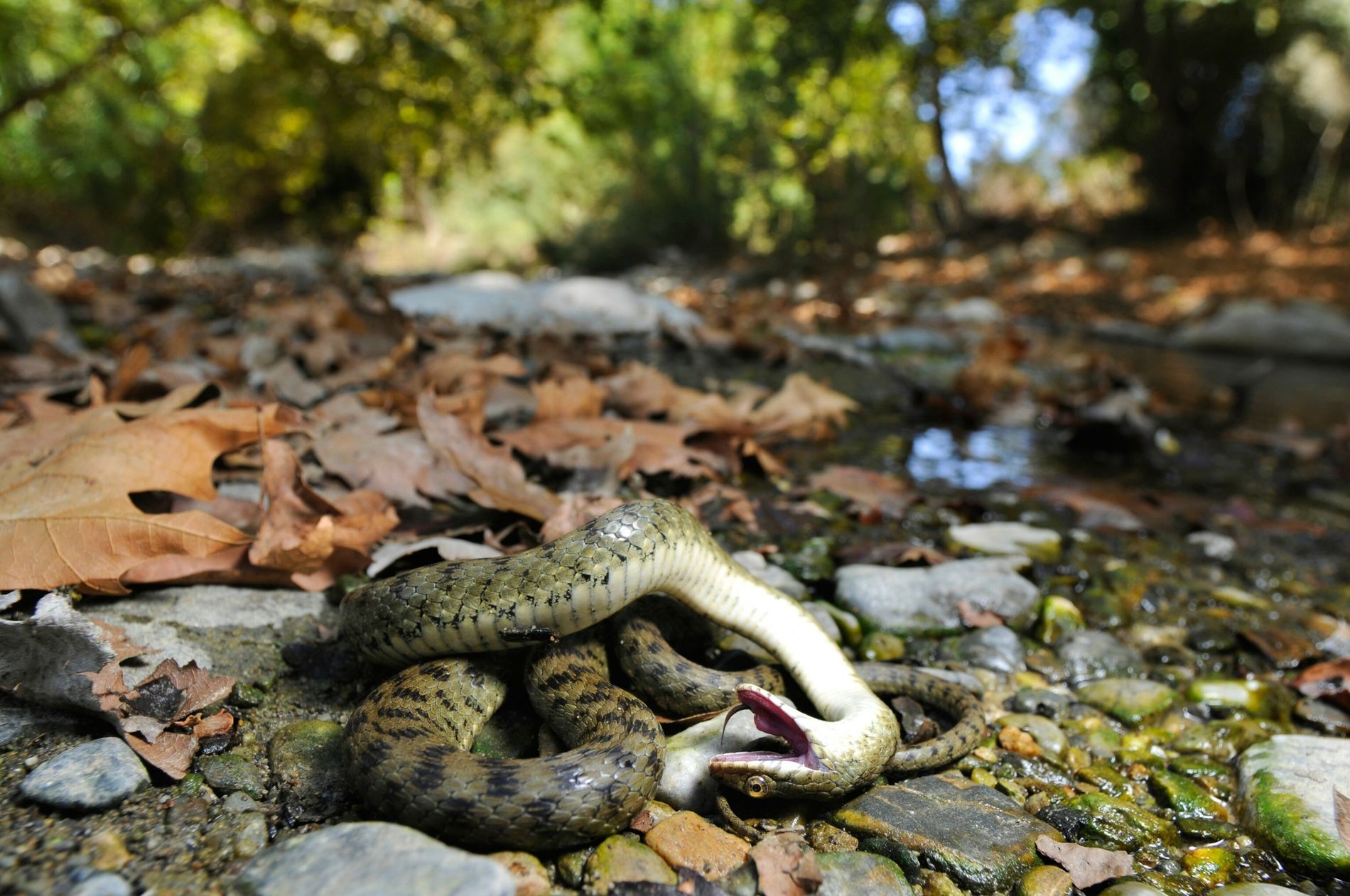 Perché molti animali si fingono morti?