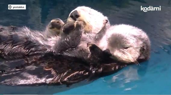 Lontre marine si tengono per “mano”: il video che spiega un comportamento unico