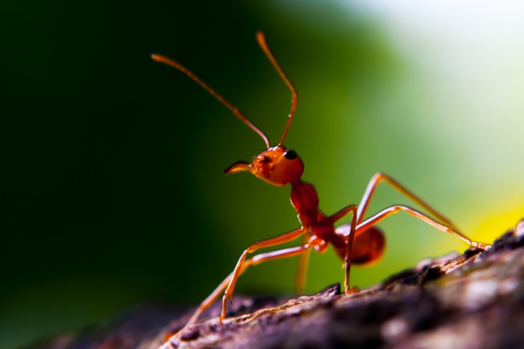 Gli insetti fanno pipì?