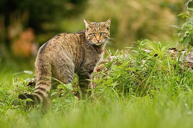 Avvistato il gatto selvatico nell’Appennino toscano