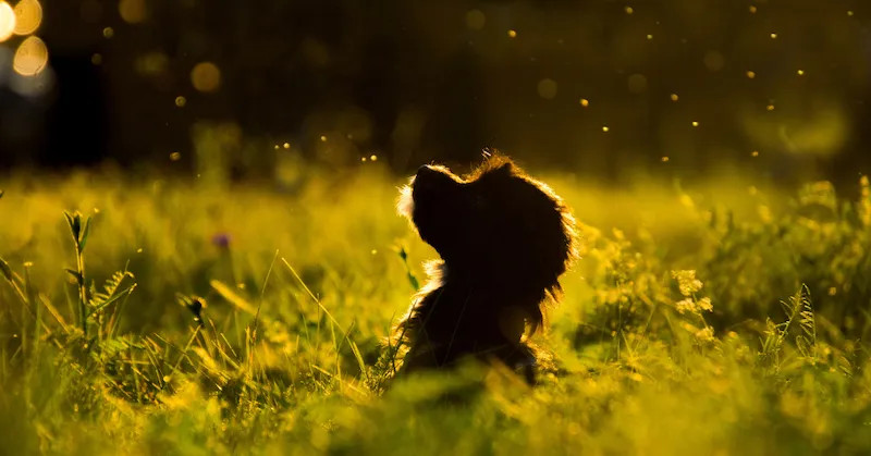I Cani fanno i bisogni seguendo il campo magnetico terrestre