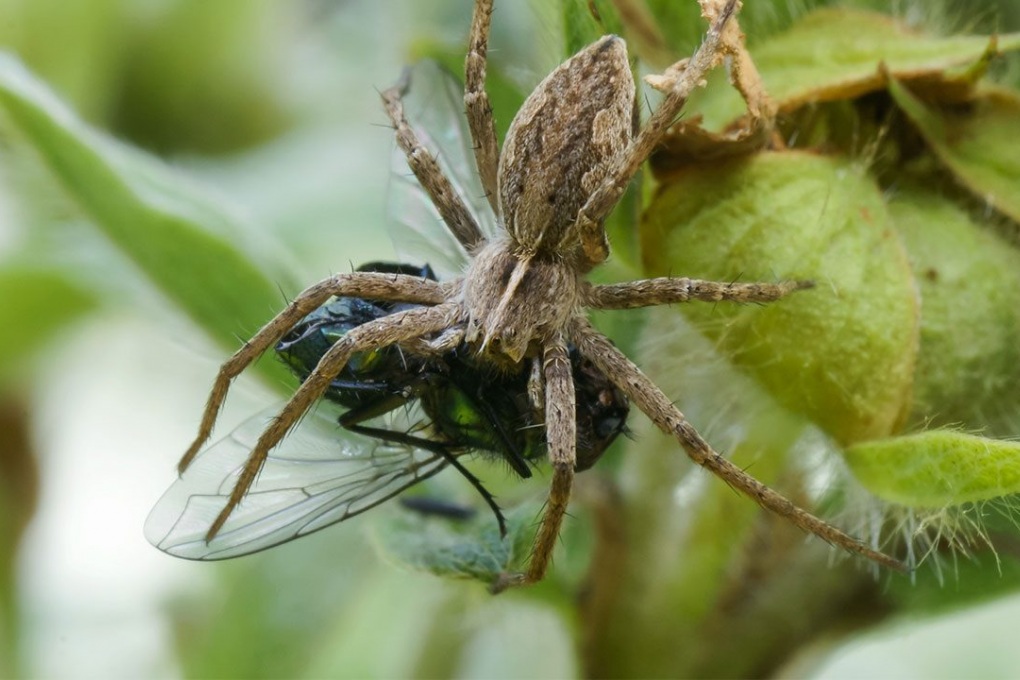 La dote salvavita dei ragni