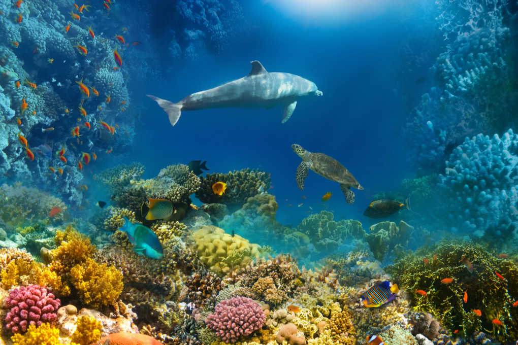 Come fanno i delfini a curarsi la pelle?