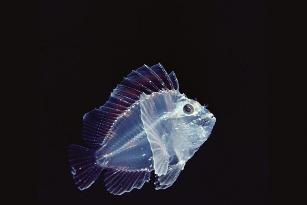 Perché i pesci abissali sono trasparenti?