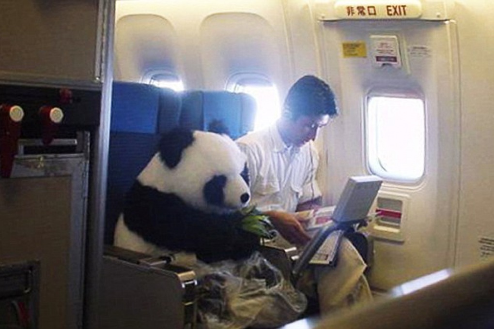 La bufala del panda in business class