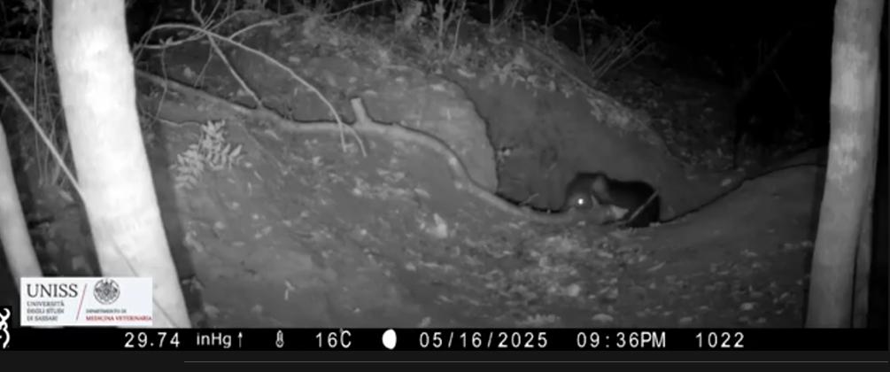 Roma, l’incredibile video a Castelporziano: la volpe entra nella tana e preda il cucciolo di lupo