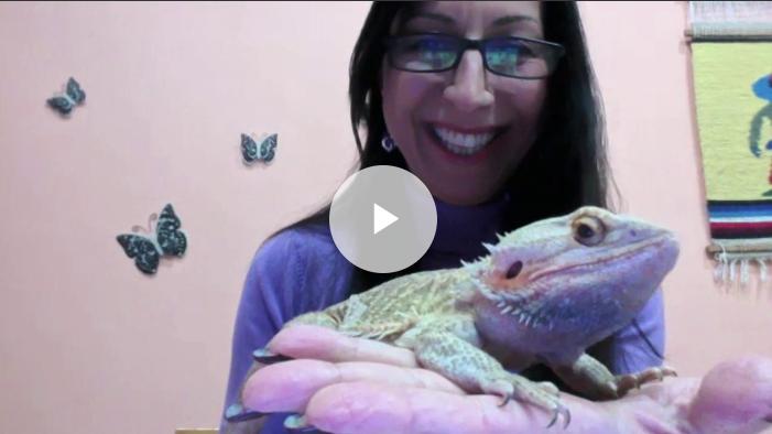 Un drago barbuto salvato a Genova, crescono gli abbandoni di animali esotici