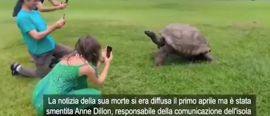 La tartaruga più vecchia del mondo è ancora viva, false le voci di una sua morte